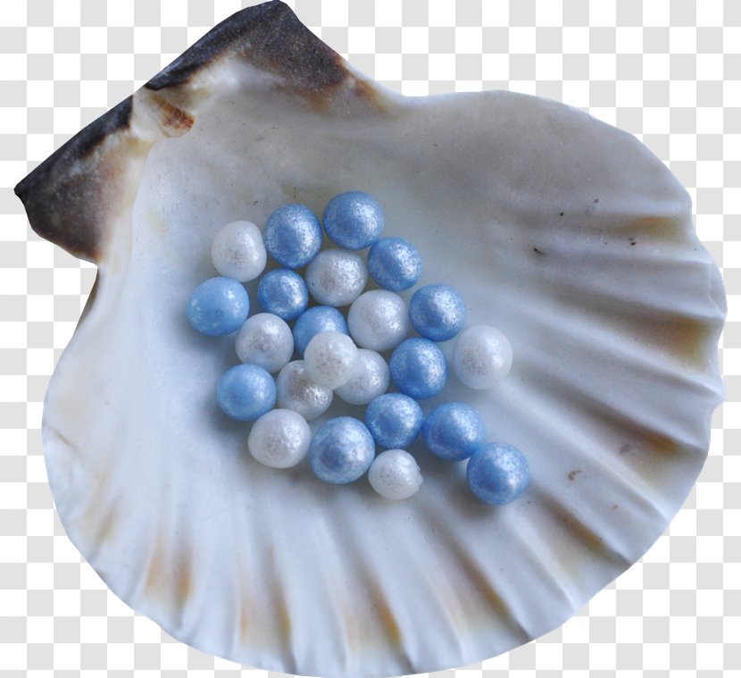 Seashell Snail Conchology Clip Art - Image File Formats - Ub Transparent PNG