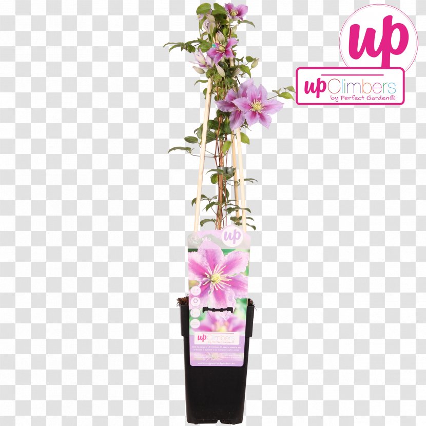 Clematis Vitalba Cut Flowers Plant Garden - Leather Flower - Honeysuckle Transparent PNG