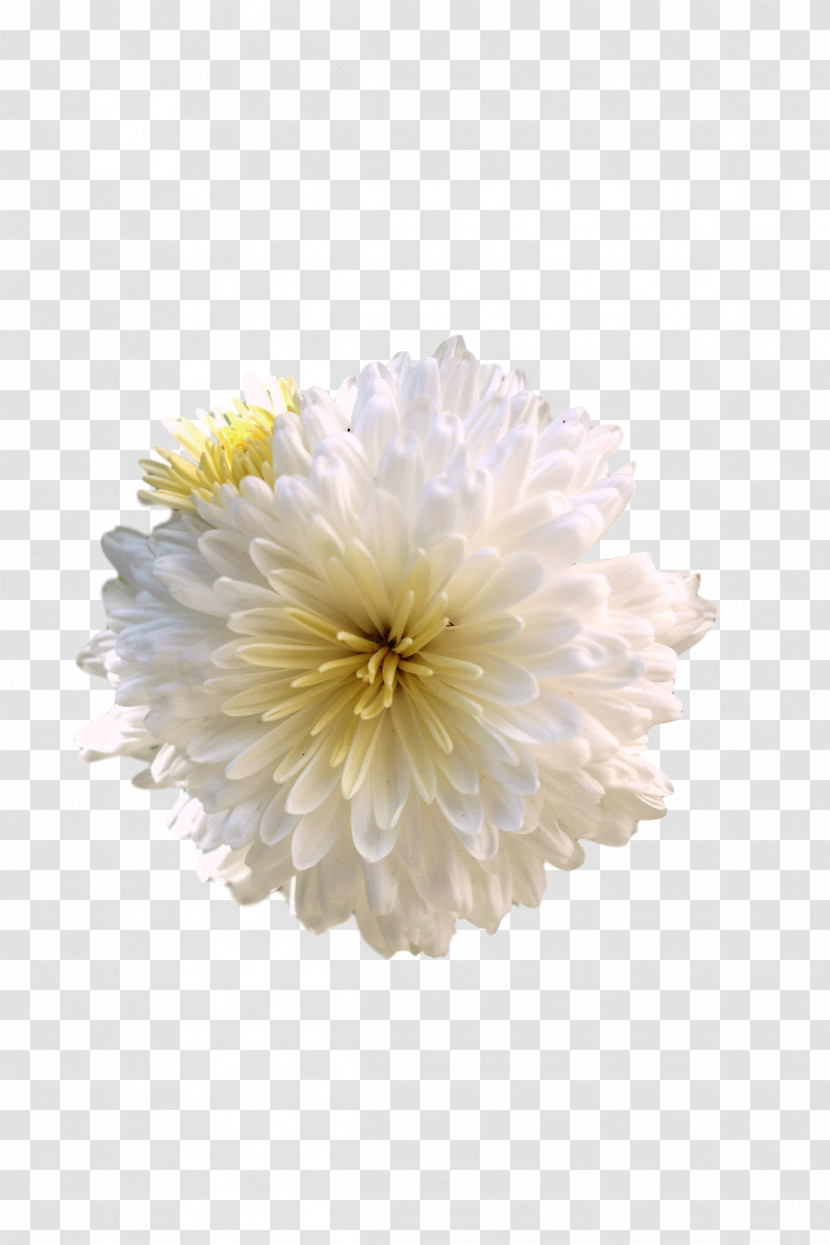 Chrysanthemum Transvaal Daisy Cut Flowers Dahlia Petal Transparent PNG