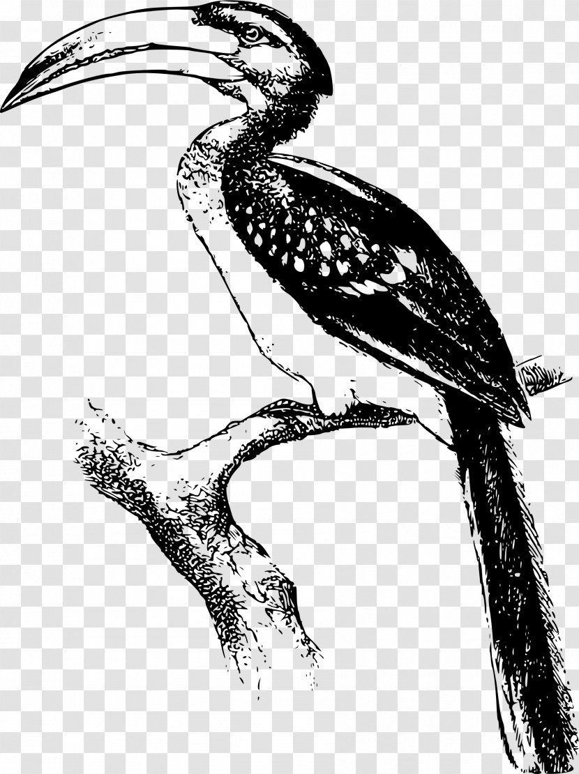 Hornbill Black And White Bird Clip Art - Tail - Toucan Transparent PNG