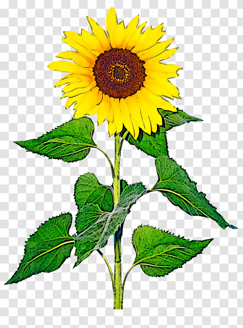 Sunflower Transparent PNG