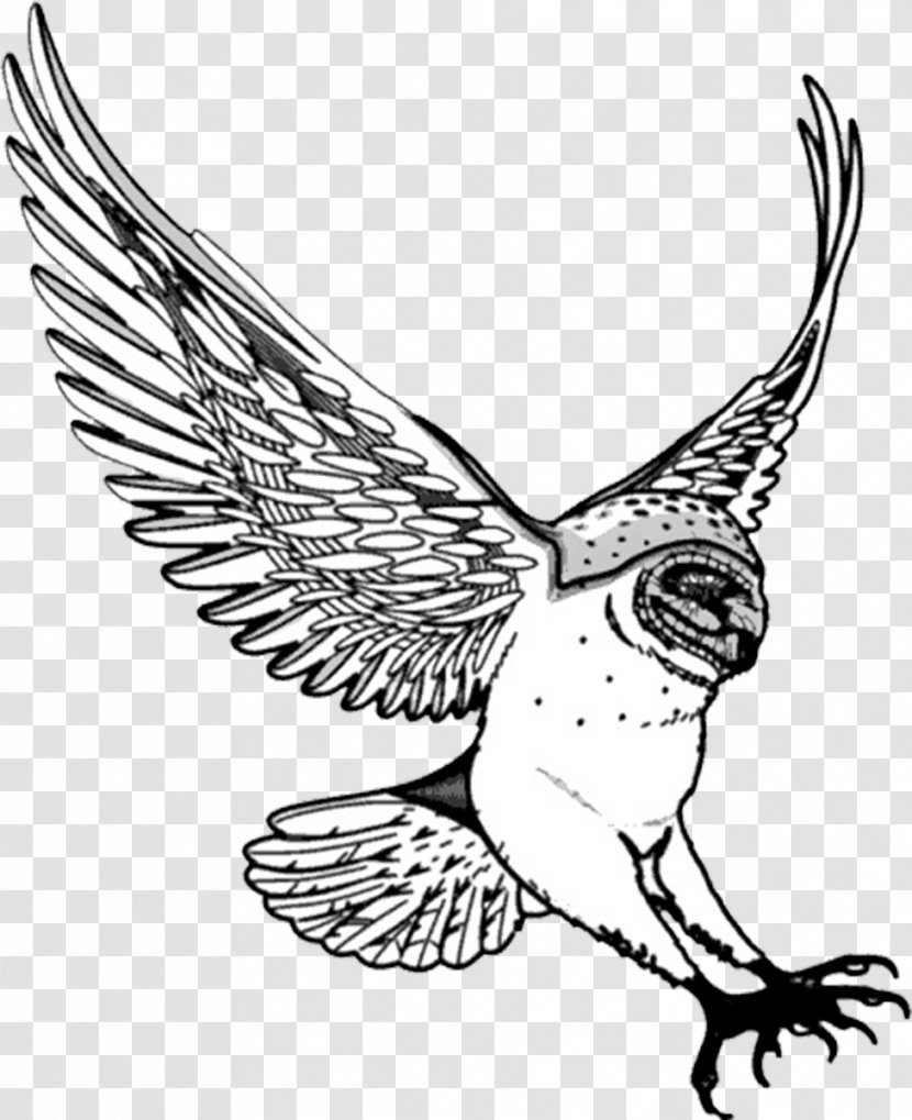 Barn Owl Drawing Clip Art - Owls Transparent PNG