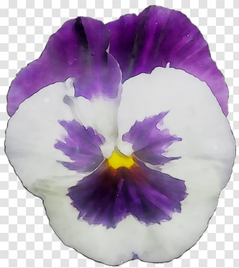 Pansy Sweet Violet Blue Annual Plant - Morning Glory - Cattleya Transparent PNG
