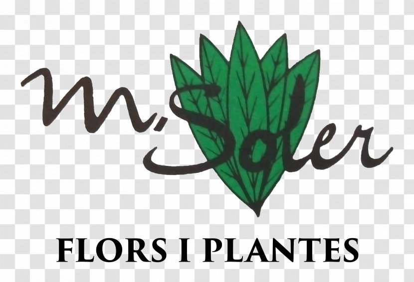 Logo Font Leaf Brand - Carrer De Soler Transparent PNG