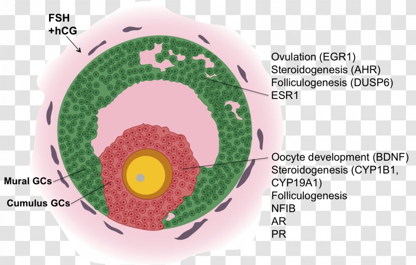 Granulosa Cell Antral Follicle Oocyte Gene Expression Profiling - Organism Transparent PNG