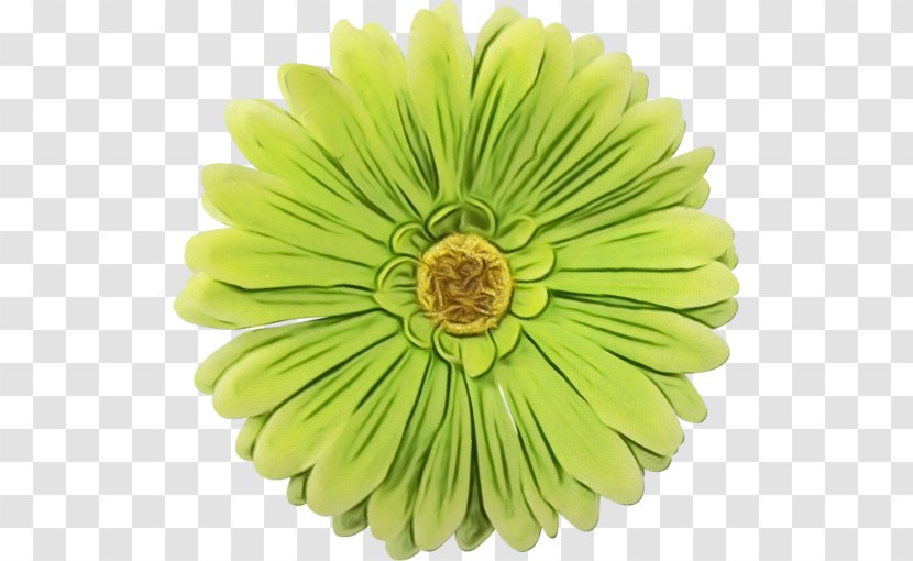 Green Gerbera Flower Yellow Barberton Daisy - Watercolor - Leaf Cut Flowers Transparent PNG