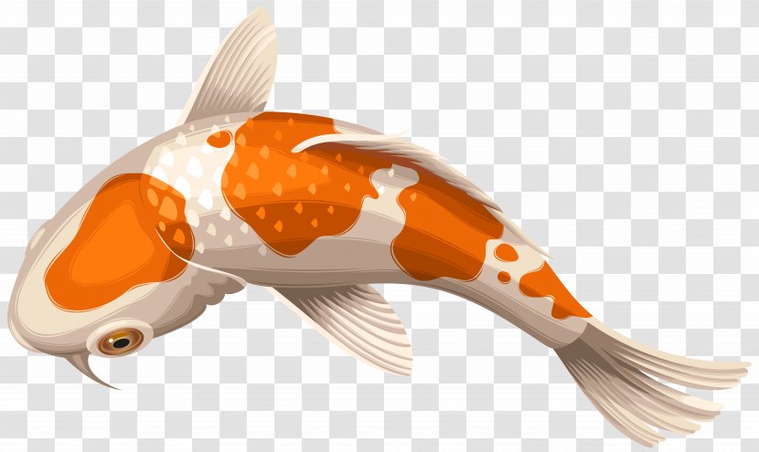 Koi Showa Goldfish Clip Art - Common Carp - White And Orange Fish Transparent Image Transparent PNG