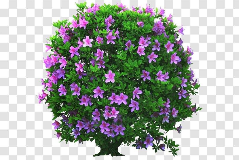 Flower Plant Purple Pink Shrub - Magenta - Annual Groundcover Transparent PNG