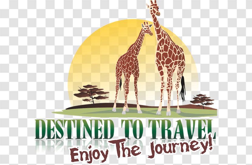 Giraffe Travel Seronera Safari Birth - Female Transparent PNG