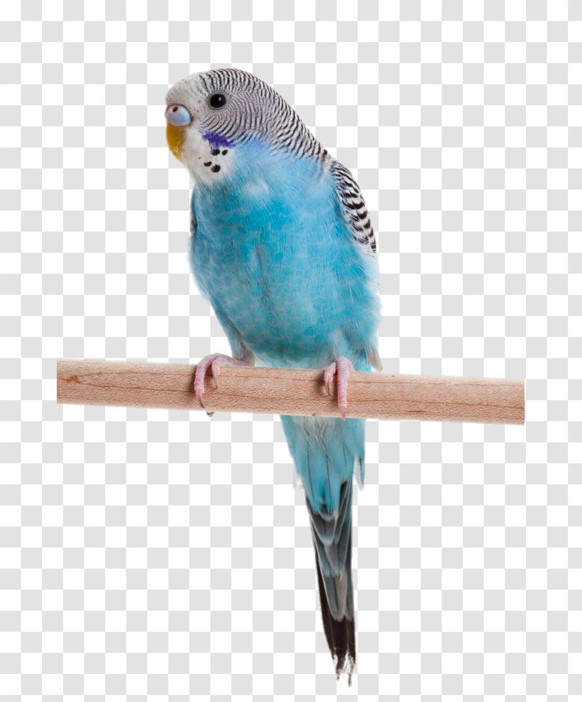 Budgerigar Parrot Lovebird Cockatiel - Birdcage - Standing On Tree Trunk Transparent PNG