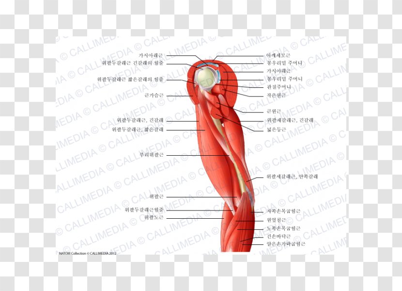 Thumb Shoulder Muscle Nerve Blood Vessel - Watercolor - Arm Transparent PNG