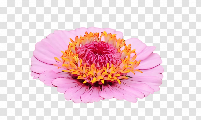 Transvaal Daisy Cut Flowers Chrysanthemum Peony Petal Transparent PNG