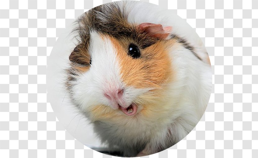 My Guinea Pig Wild Boar Desktop Wallpaper Funny - Cuteness - Mobile Phones Transparent PNG