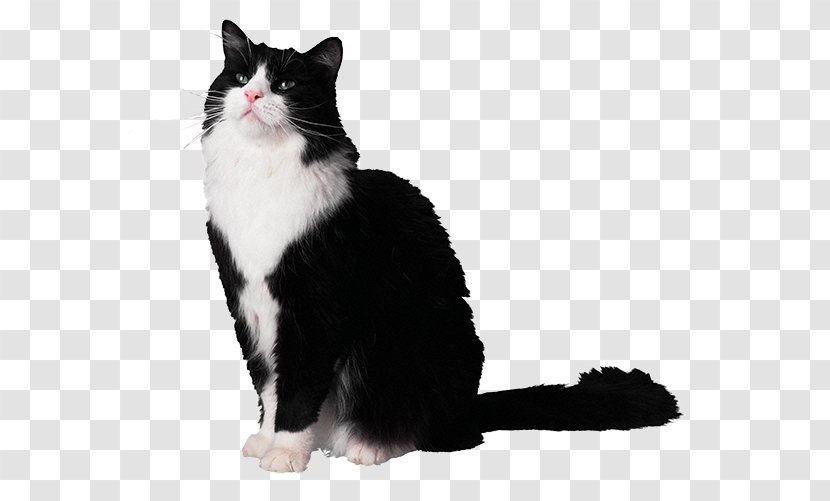 Cat Clip Art Kitten Vector Graphics - Royaltyfree - Sylvester The key Transparent PNG