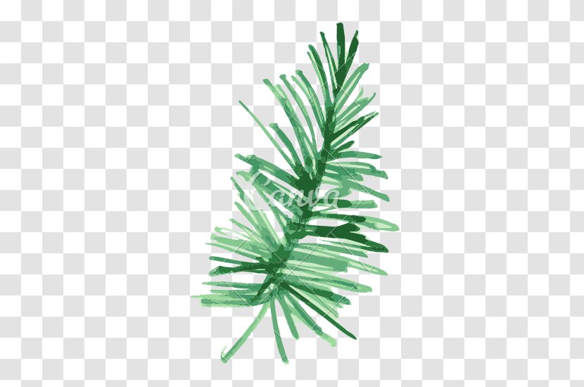 Pine Fir Leaf Plant Watercolor Painting - Tropical Transparent PNG