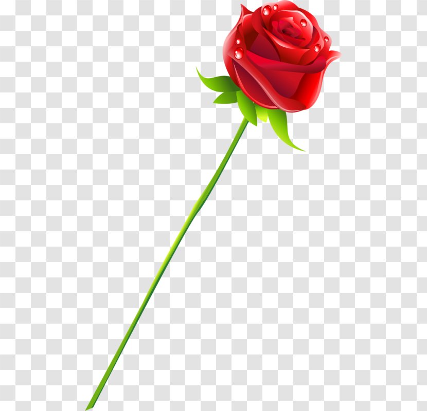 Garden Roses Cut Flowers Desktop Wallpaper - Rose Transparent PNG