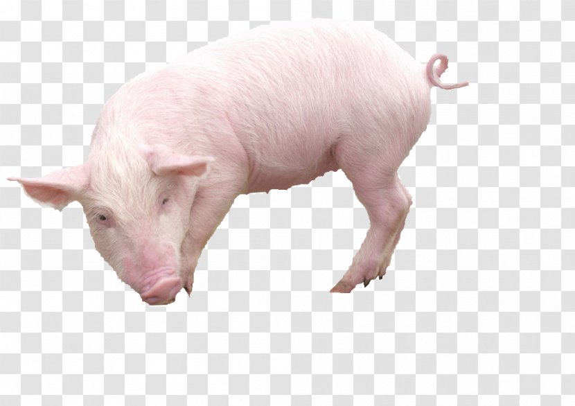Domestic Pig Image File Formats - Hogs And Pigs - Turned Boar Transparent PNG