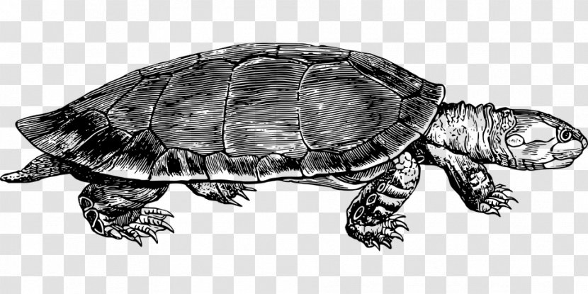 Box Turtles Reptile Common Snapping Turtle Clip Art - Sea Drawing Lineart Transparent PNG