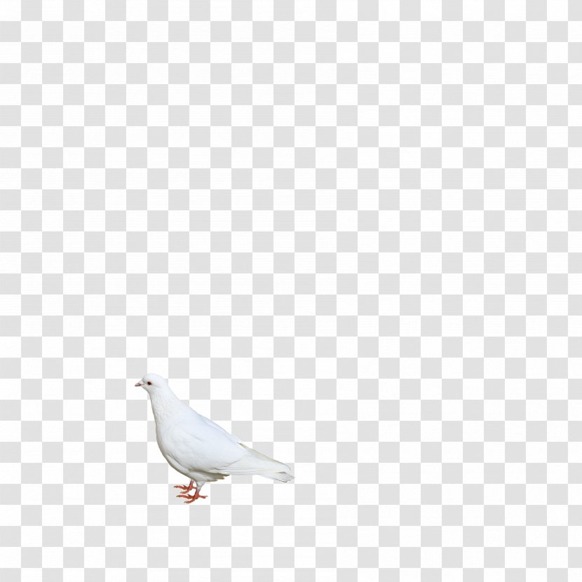 White Beak Angle Pattern - Pigeon Transparent PNG