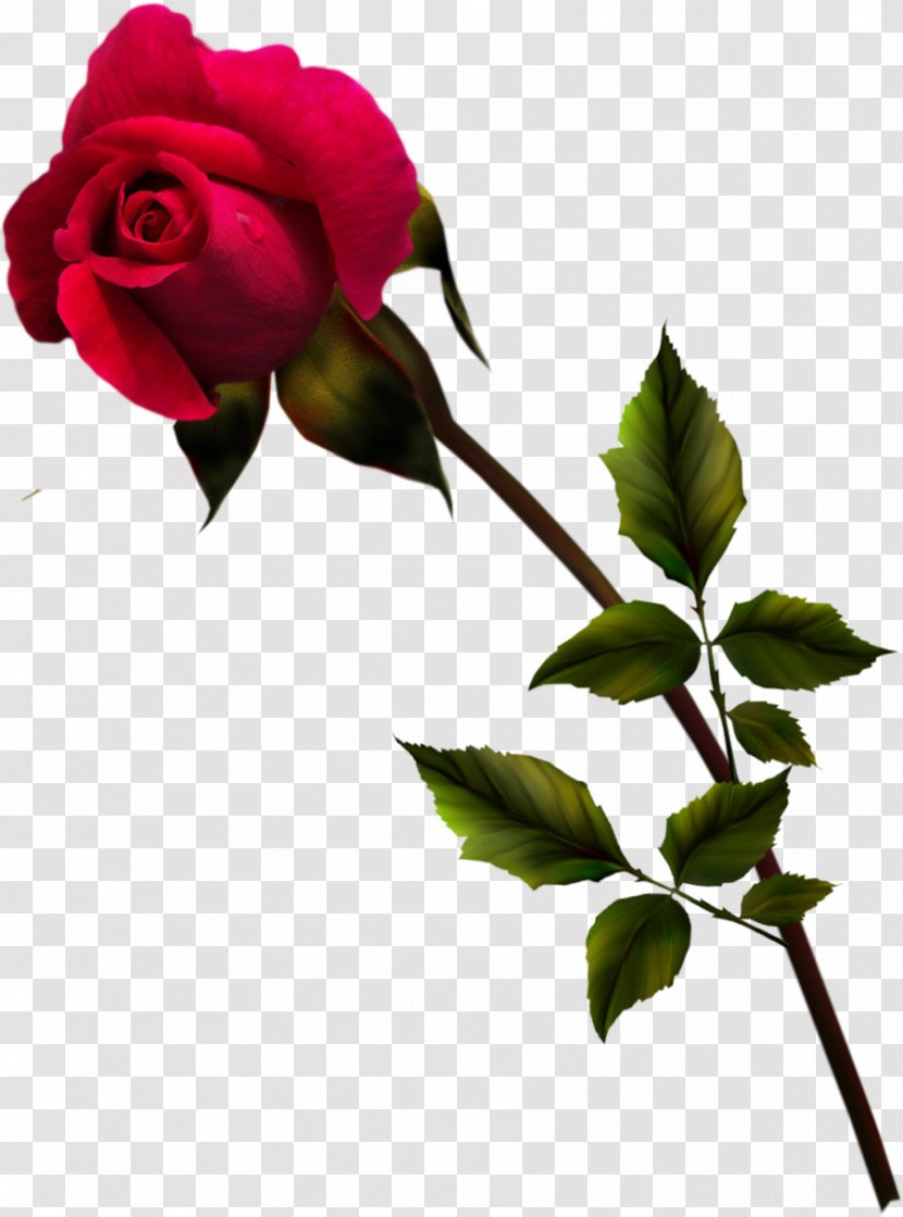 Rosa Gallica Centifolia Roses Flower Garden Blue Rose - Red Transparent PNG