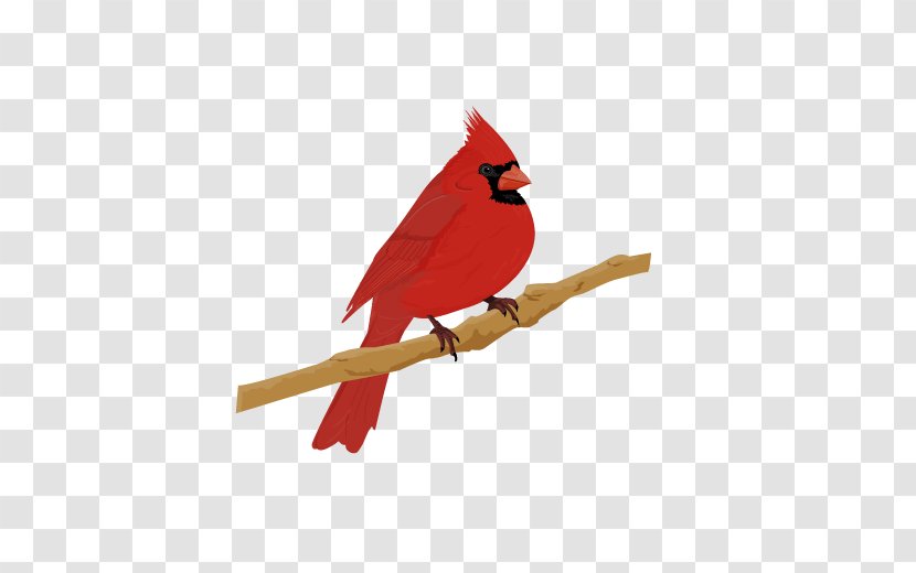 Northern Cardinal Bird St. Louis Cardinals House Sparrow - St Transparent PNG