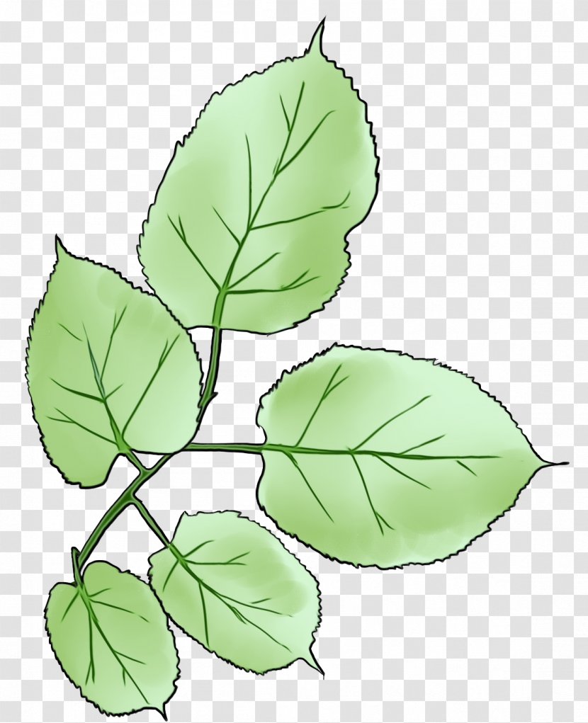 Leaf Plant Flower Tree Flowering - Herbal Humulus Lupulus Transparent PNG