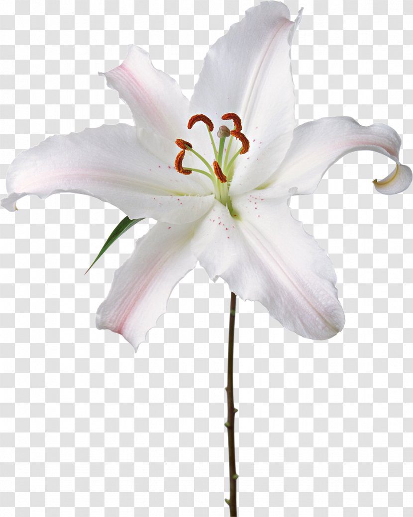 Flower Fleur-de-lis Lilium Candidum - Flowering Plant - Lily Transparent PNG