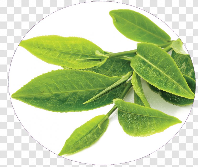 Green Tea Sunscreen Production In Sri Lanka Food - Cereal Germ - Ginseng Transparent PNG