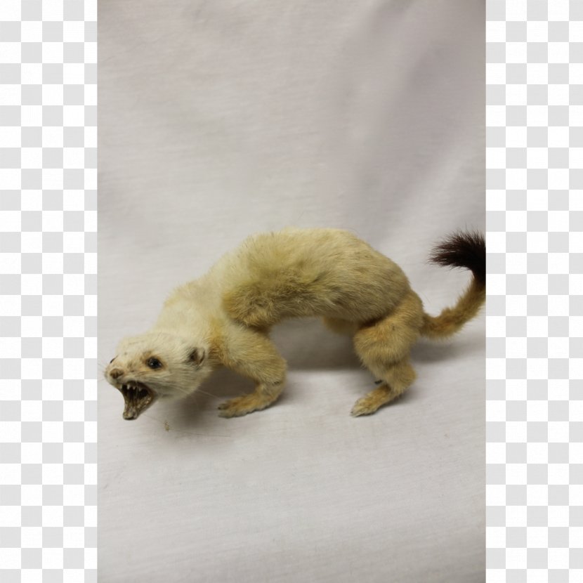 Deer Ferret Basket Theatrical Property Price - Stockyard North Transparent PNG