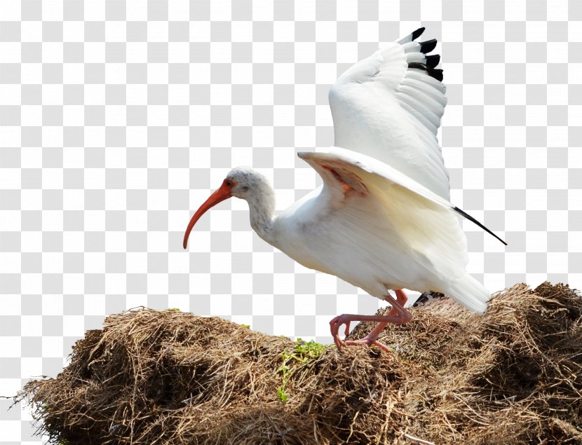 Bird Nest Ibis - Stock Photography - Flying Transparent PNG