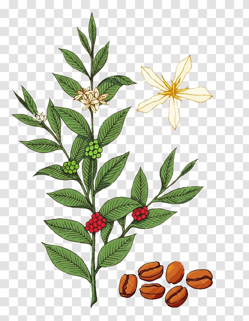 Coffee Coffea Royalty-free Tree Illustration - Flora - Leaves And Flower Picture Material Transparent PNG