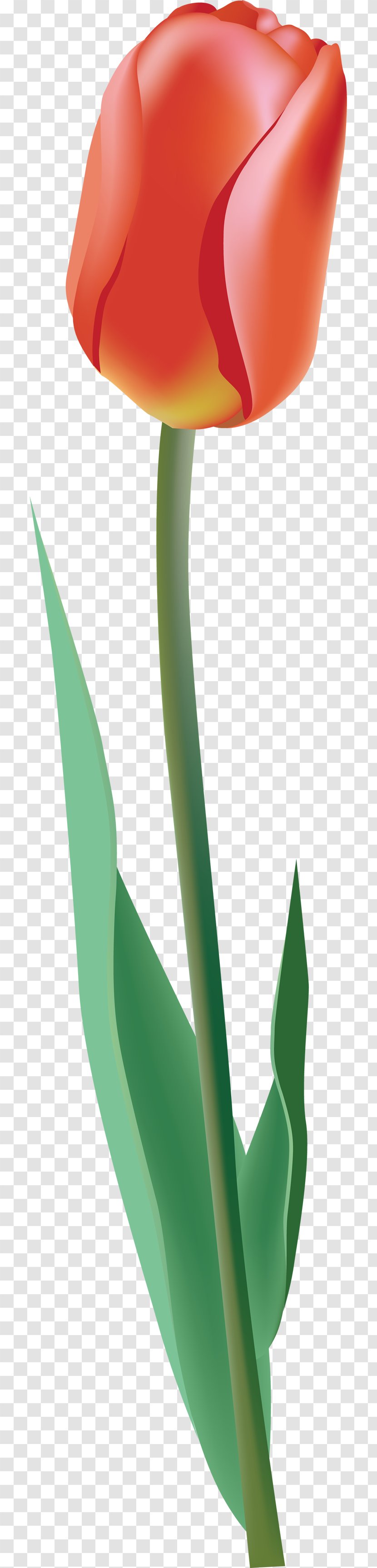 Tulip Flower - Plant - Image Transparent PNG