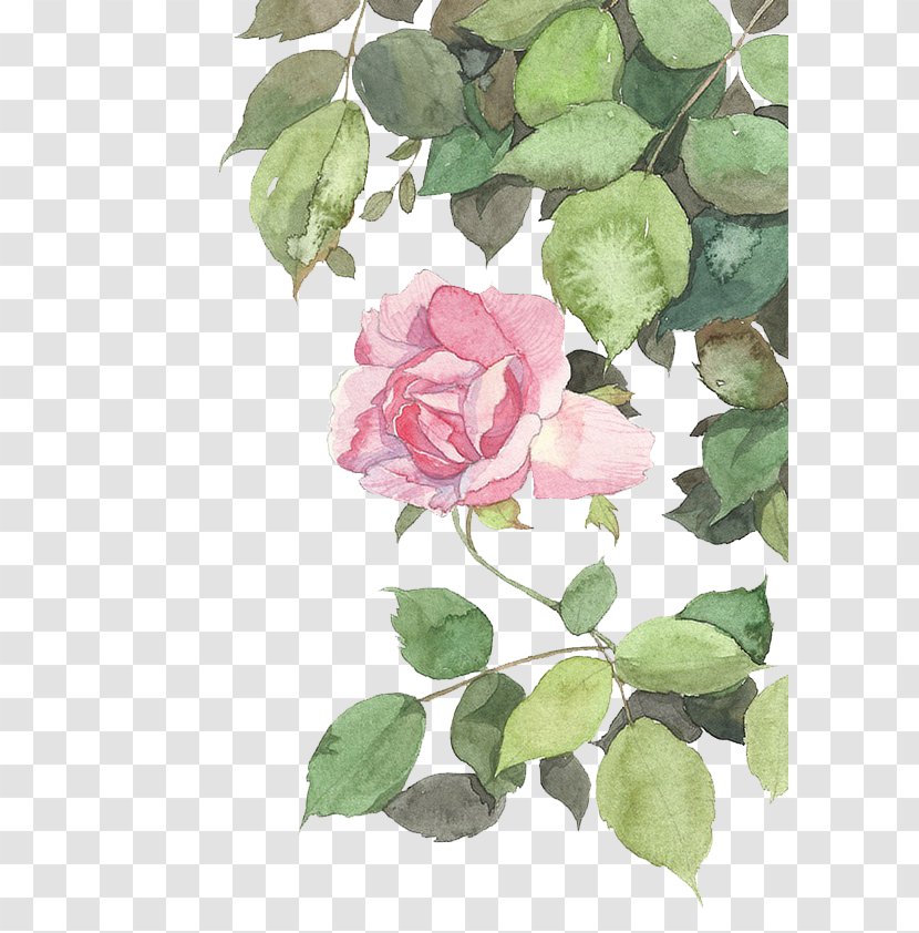 Vector Flower - Rose - Centifolia Roses Transparent PNG