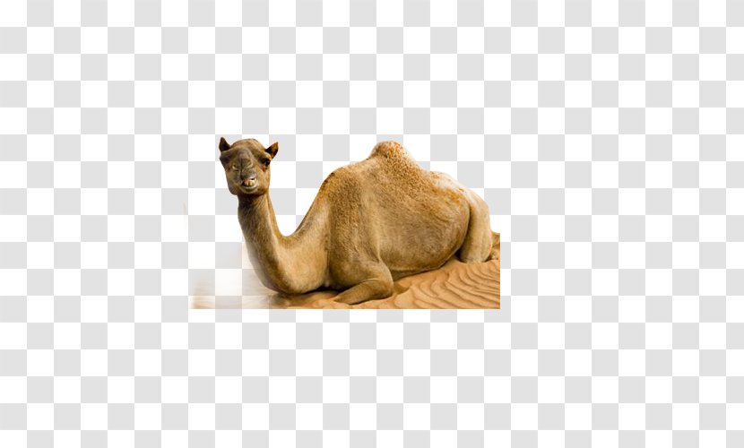 Dromedary Bactrian Camel Desert - Animal Transparent PNG