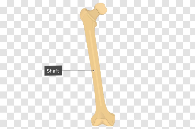 Lateral Condyle Of Femur Epicondyle The Medial - Tree - Silhouette Transparent PNG