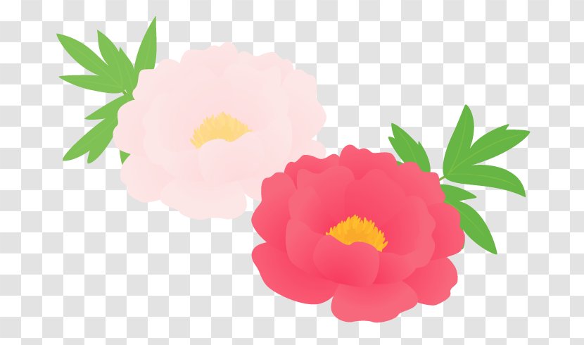 Chinese Peony Moutan Flower - Rose - Flora Fauna Serenella Transparent PNG