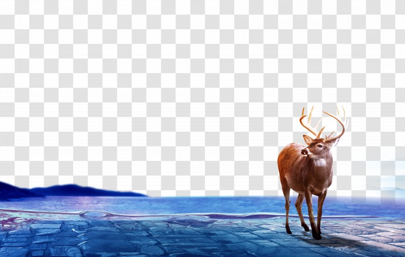 Download - Photo Manipulation - Go Deer Transparent PNG