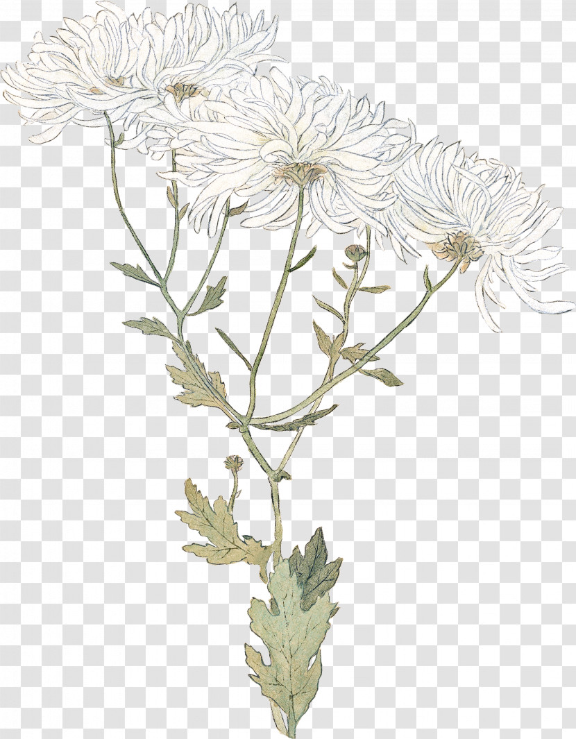 Plant Stem Chrysanthemum Oxeye Daisy Cut Flowers Flowerpot Transparent PNG