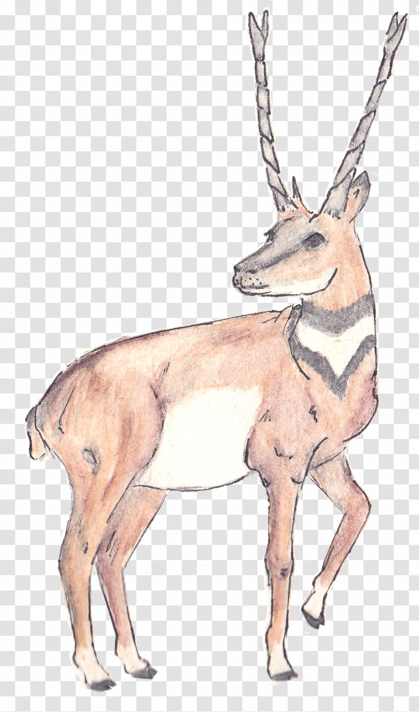 Musk Deer Antelope Reindeer Horn Transparent PNG
