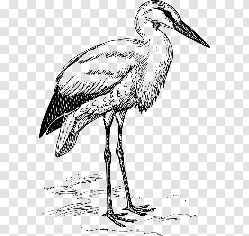 White Stork Heron Marabou Bird - Black Transparent PNG