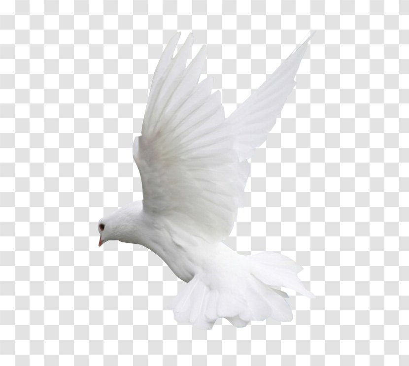 Columbidae Doves As Symbols Bird Clip Art - Web Browser - White Parrot Transparent PNG