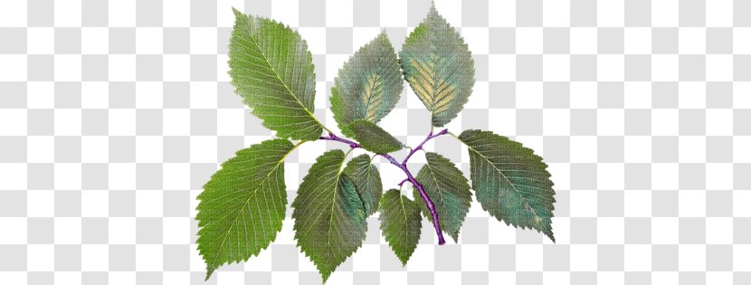 Leaf Clip Art - Photography - Tree Transparent PNG