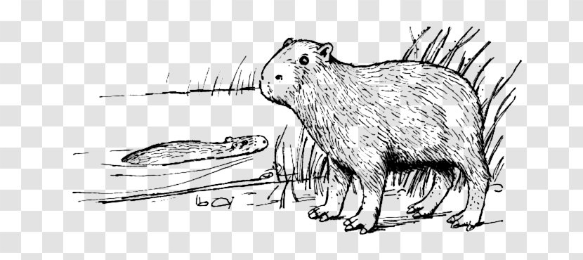 Capybara Rodent Coloring Book Clip Art - Beaver Transparent PNG