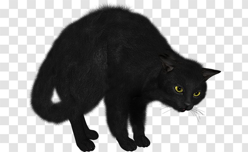 Black Cat Bombay Domestic Short-haired Clip Art - Photoscape - FAISCA Transparent PNG