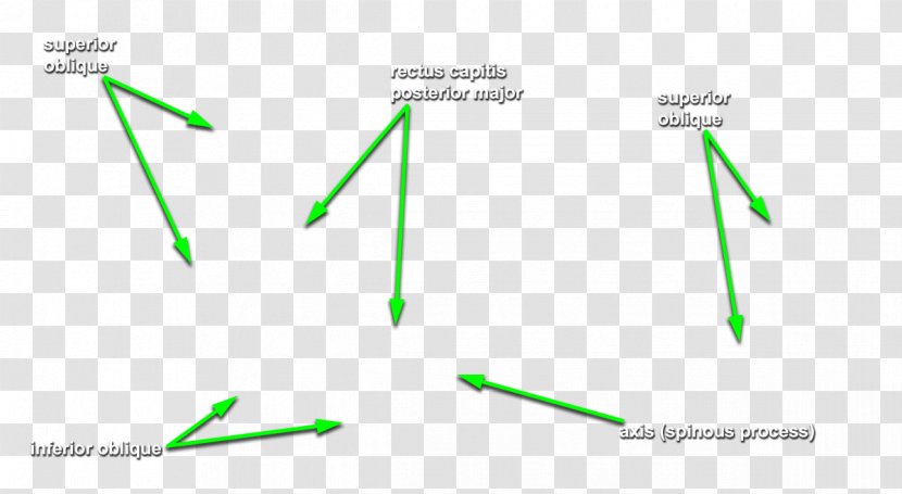 Diagram Line Green - Text - Head And Neck Transparent PNG