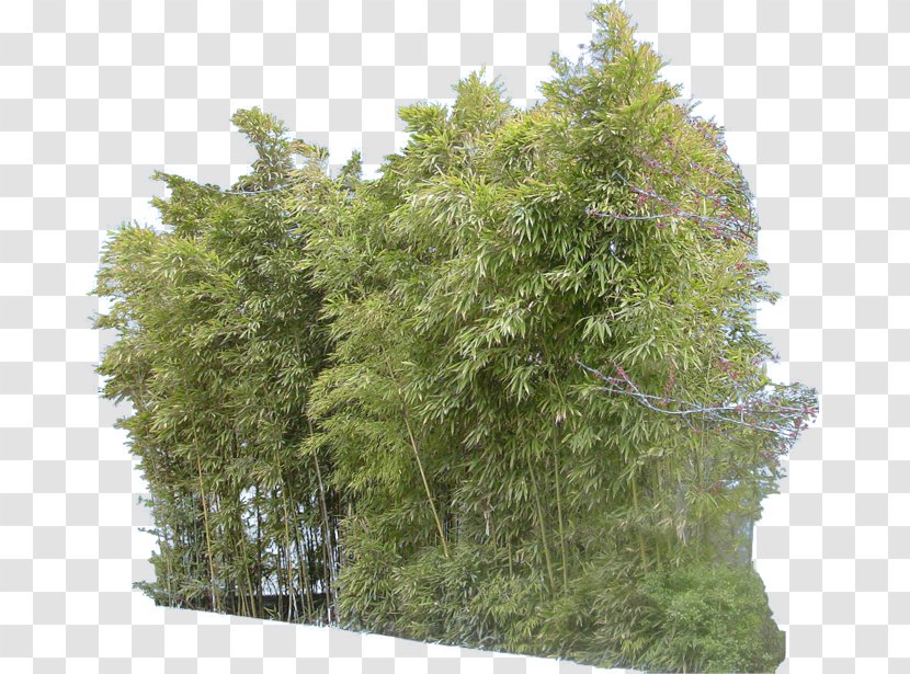 Tree Stump Bamboo Industrial Design - Garden - Golden Transparent PNG