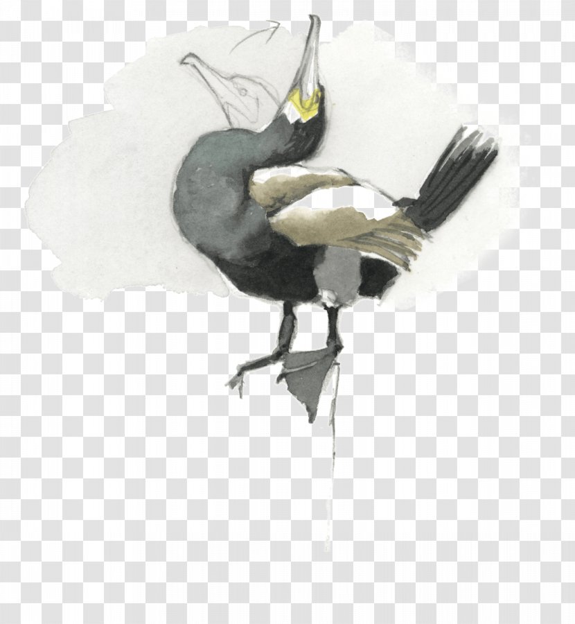 Feather Beak - Bird Transparent PNG