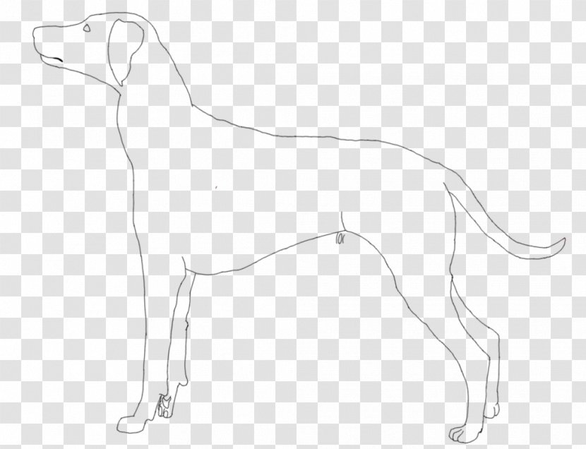 Whippet Saluki Italian Greyhound Sloughi Spanish - Tail - Dalmation Transparent PNG