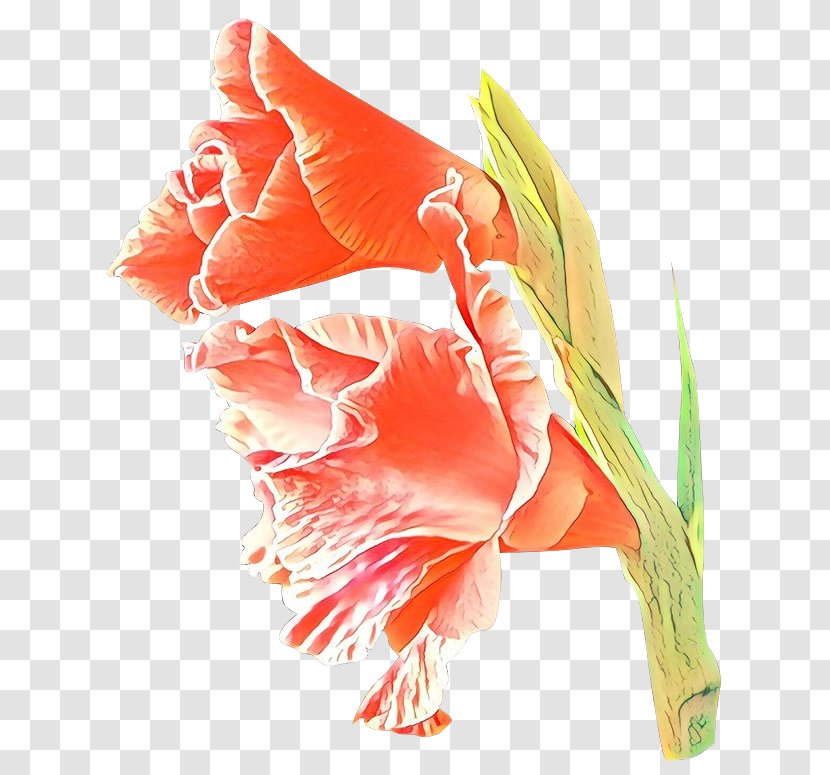 Orange - Cartoon - Tulip Petal Transparent PNG