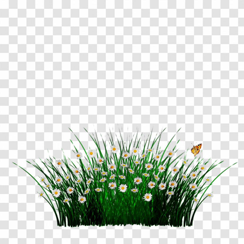 Grass Green Plant Grass Family Flower Transparent PNG